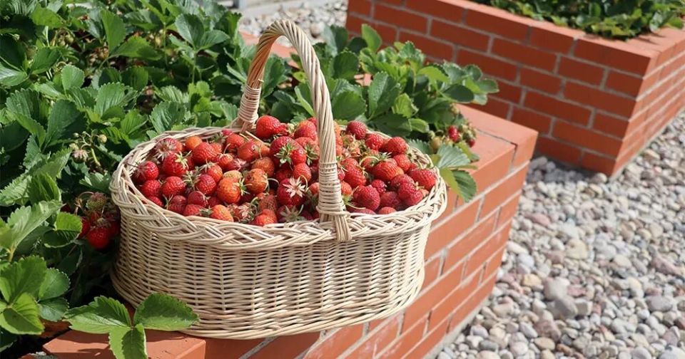 ������ ������ ��� ��������: ��� �������� ������ ���� � �������� ��������