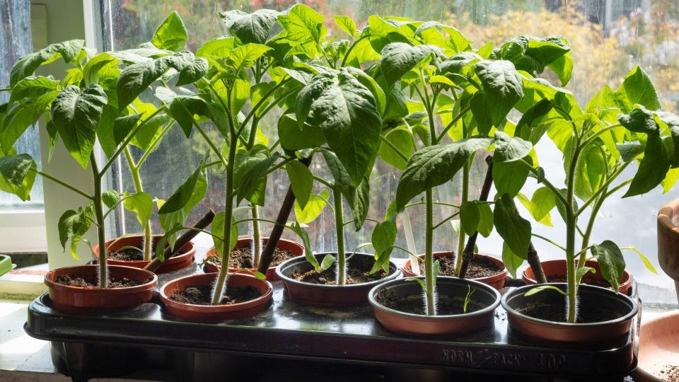 ���������� ������� ������� ������ ��� ���: ������ ����� ��� �����