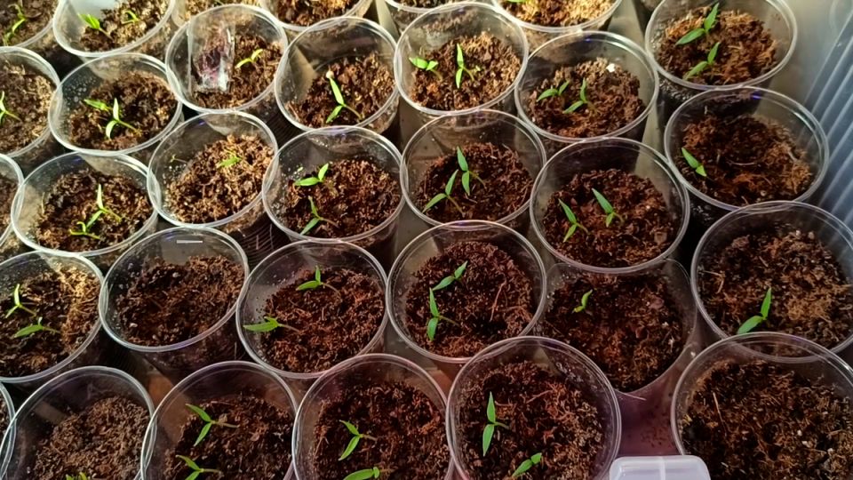 ��� �������� 100% ������� �����: ����������� ����� �������