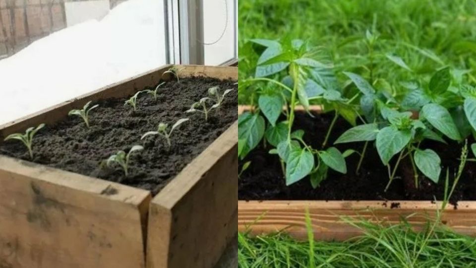 ��� �������� ������� ������� �����: ������� ��������� �����������