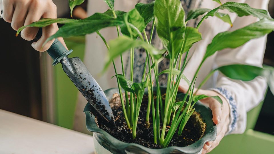 ��� �������� �������� ����� �� ���������� �����: ��� ������ ����� ������� ������ ������� ��������