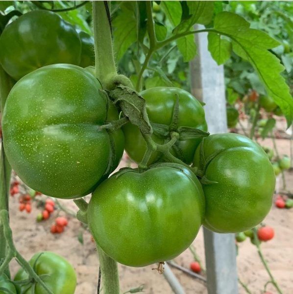 ����� ���� ���: ���������� ������� � �������� ����� � ���������� ��������