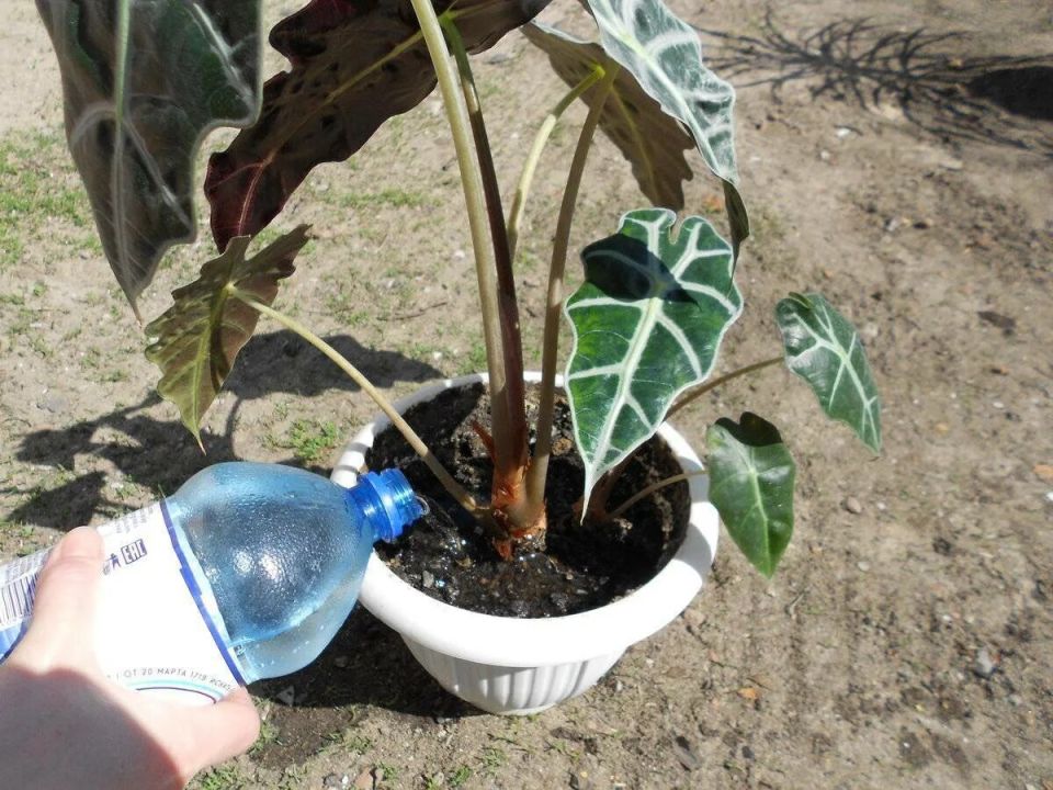 ��������� ����� �� ���������: ������� ������������ �������