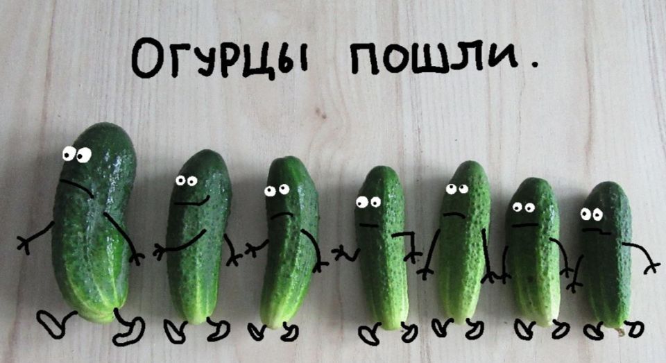 Секрет бабушкиного урожая: как вырастить огурцы даже в ненастье