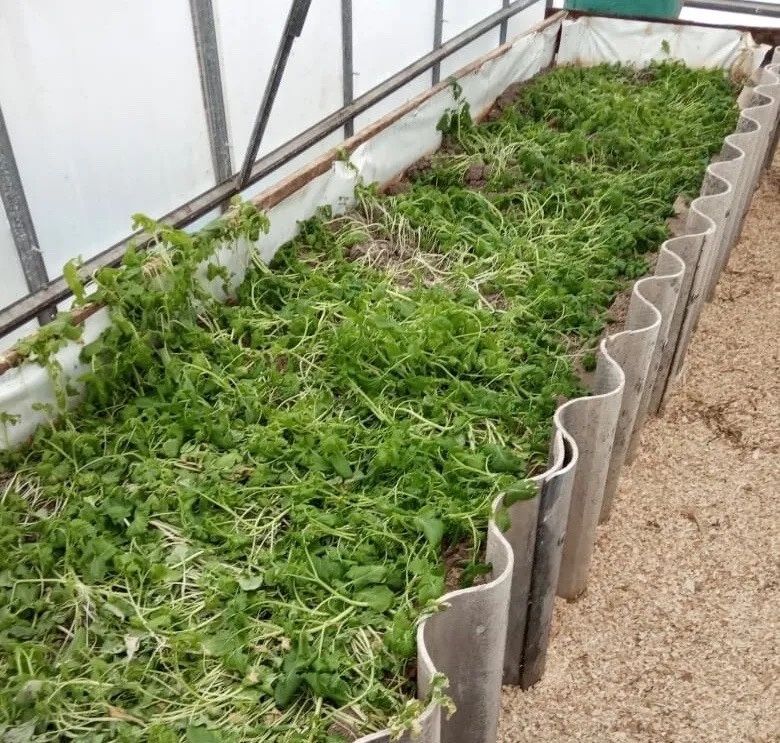 ������� ������ ������� �������: ������ ��� ��������