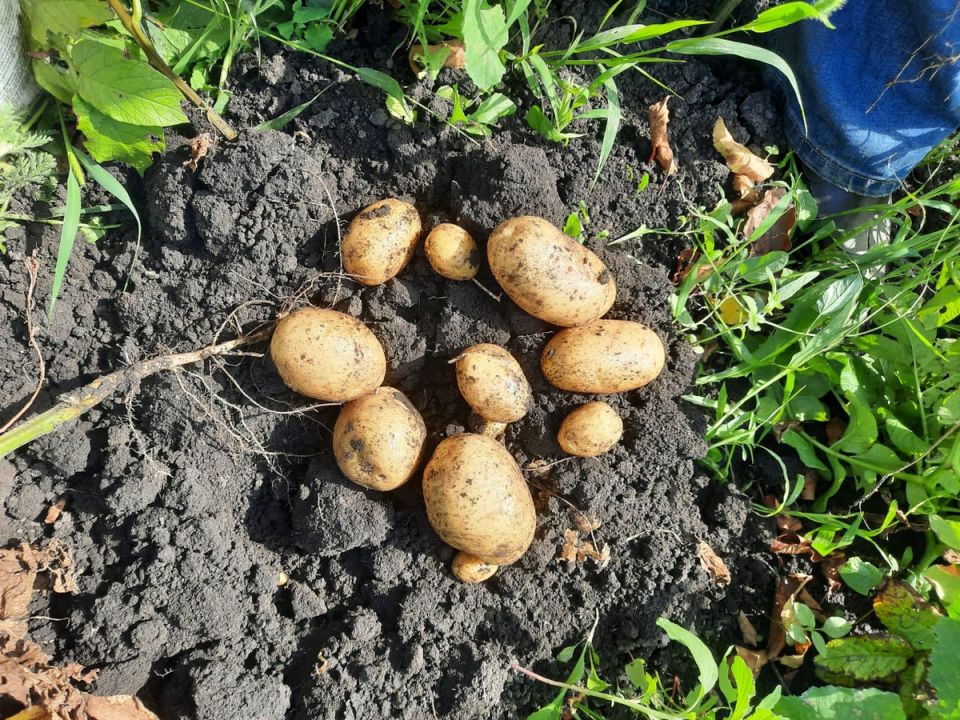 Как дачники теряют урожай: 4 главные причины, на которые стоит обратить внимание