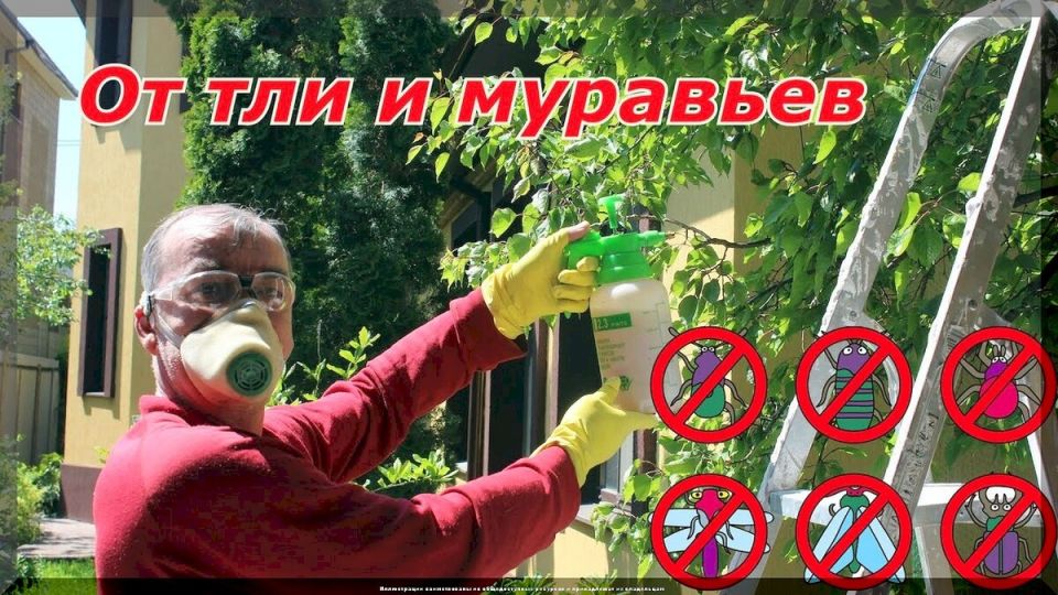 Как защитить плодовитый сад от тли и муравьев: эффективные методы борьбы