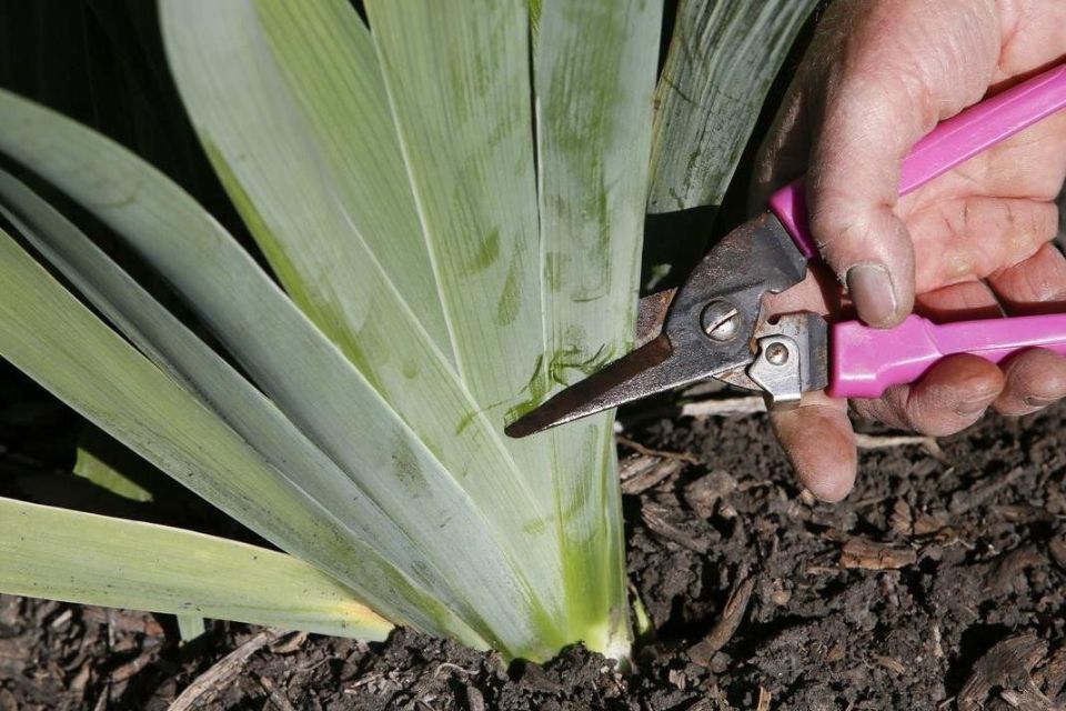 ��� ��������� �������� ����� ����� ��������: ������� �������� � ������� ����� ��������