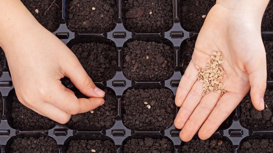 ��� ������ �� ������������ ������ ������� �������� ��������