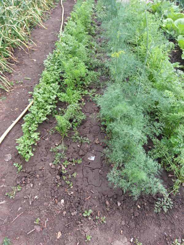 ������� ������� �������: ��� ��������� ��������� ������ ��� ������