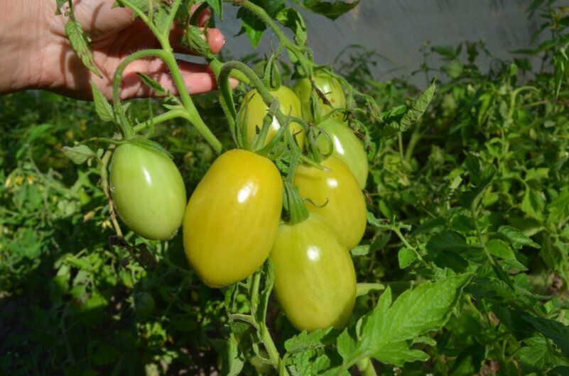 ������� ��������� ����������� ������ �������: ��� ������ ��� ��������� ������