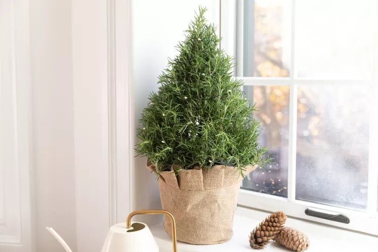 ��������: ����� ������, ������� ������� ��� ��� ���� ���