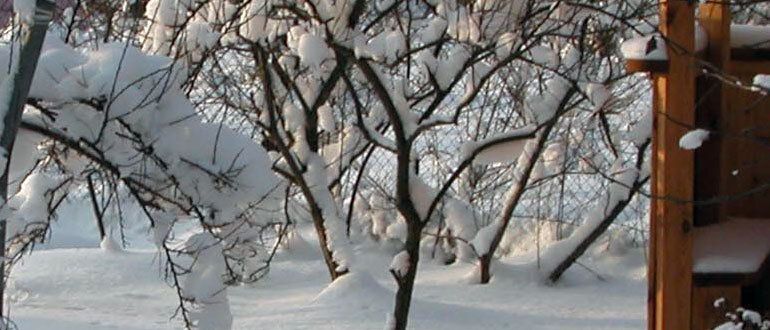 Весенние заботы: что делать на даче в феврале