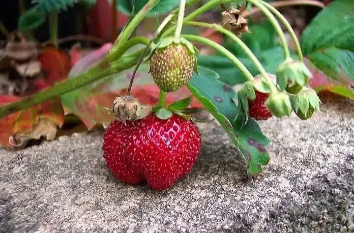 ��� ����� ���������� �� ����� ����������� ��������: ��� ������� ������