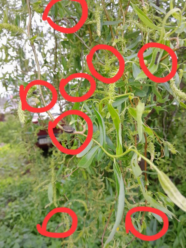 Масштабное нашествие шелкопряда: что происходит в Рязани?