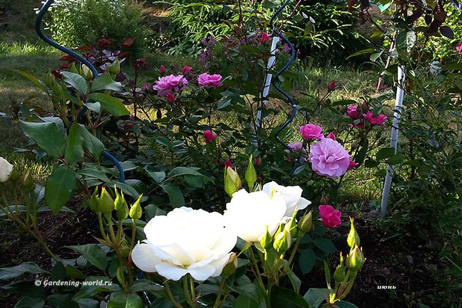 Как защитить розы и клематисы от зимних холодов: простые шаги к успеху