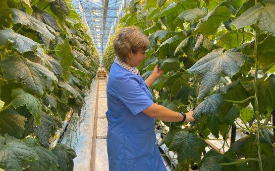 ��������� ����������: ����� ����������� �������������� � ������������� �������