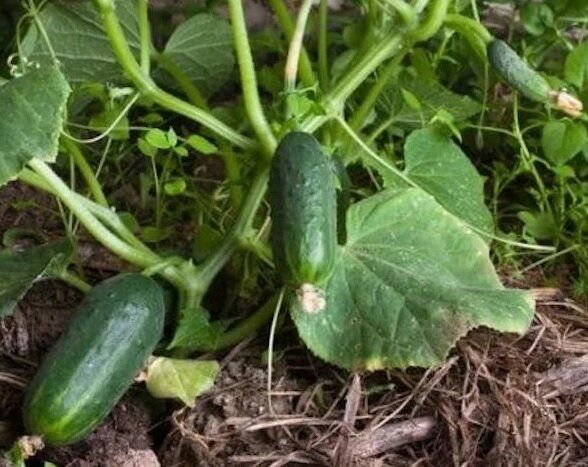 ����������� ������� ��� ��������: ��������� ����� � �������� ��� ������ �������