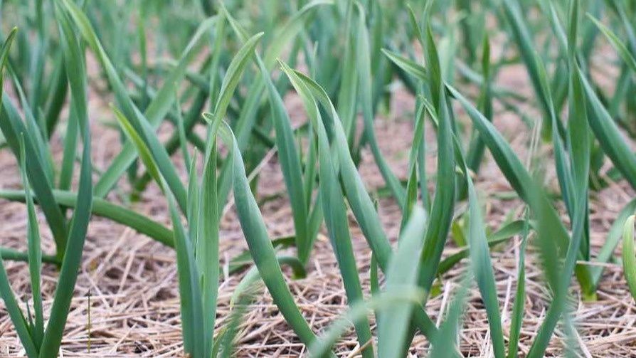 ��� ���� ������� �������� ��������� ������ ������� �������