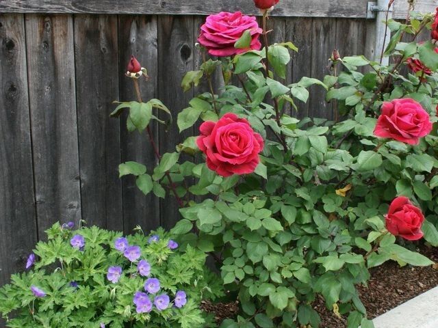 ��� ��������� ���� �� �������: ��������� ����������� �� ������������ � �������� ��������