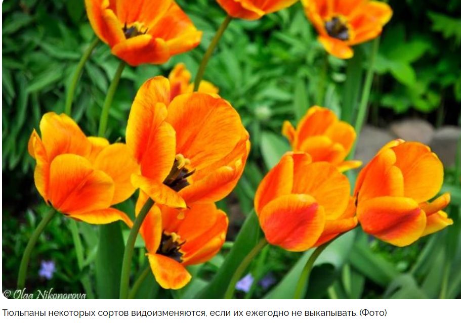 ����� ����� ����� ���������� ��������: ������ �� ����� � ��������