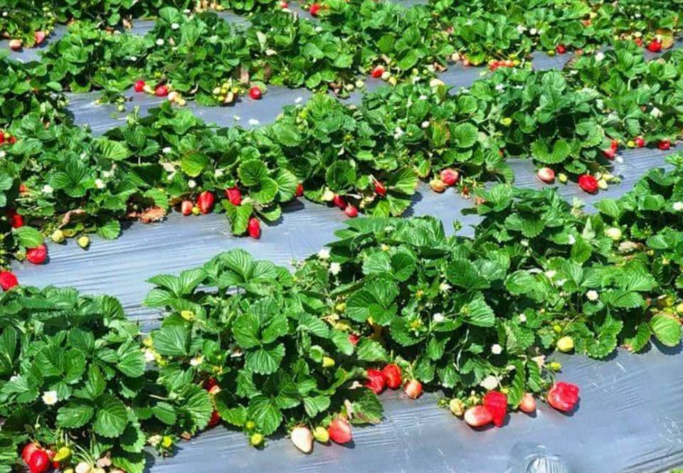 Как правильно вырастить клубнику: все секреты и советы