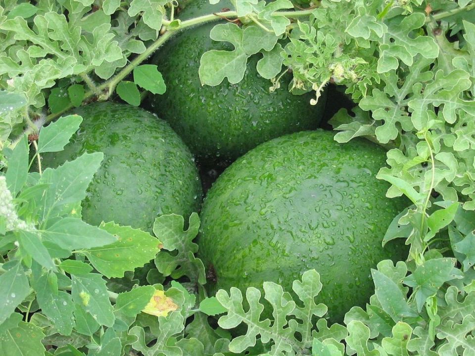 Как вырастить арбузы в любых условиях: секреты успешного урожая