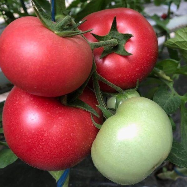 ����� ���������: ��������� ����� ��� ������������ ����������