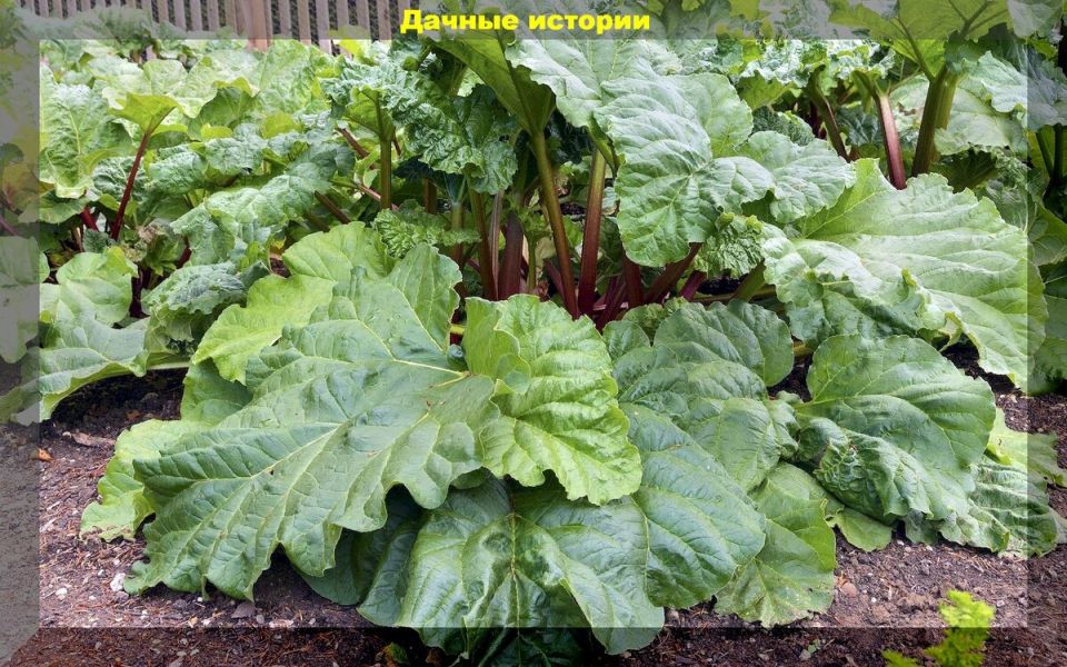 Овощи, которые щедро порадуют урожаем даже в тени