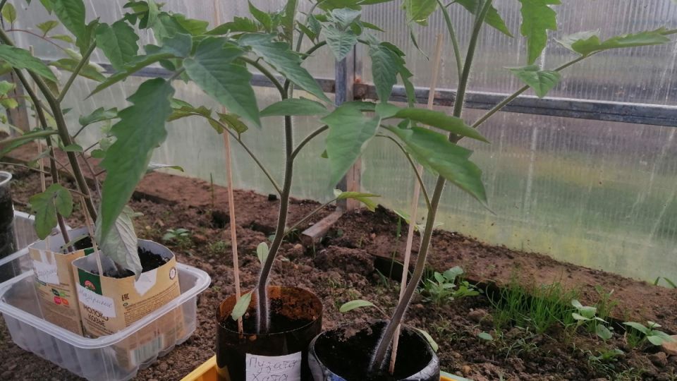 ��� ��������� ����� ������� ������� ������ ������� � ���� ����