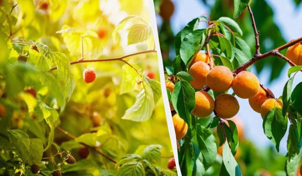 ����� � ����� ������� ����� ������: ����� vs �����