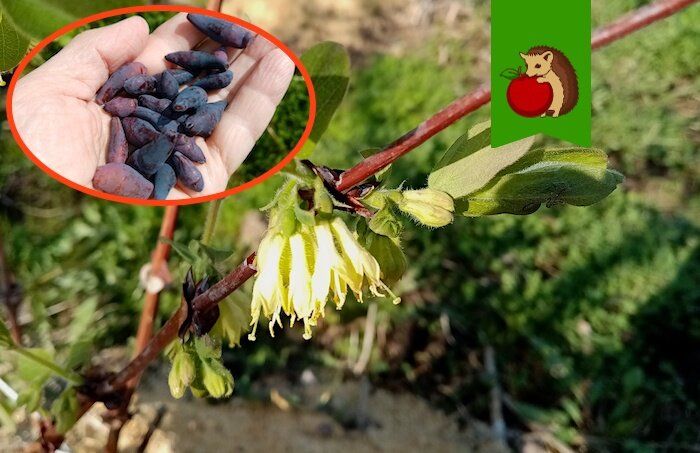 ��������� ��������: ��� ���������� ������� ������ � ������� �����