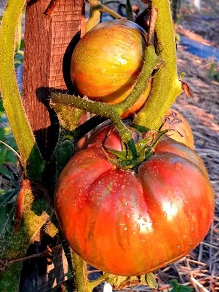 ����� ��������� ��������: ������� ������ � ������� �� ����� �����