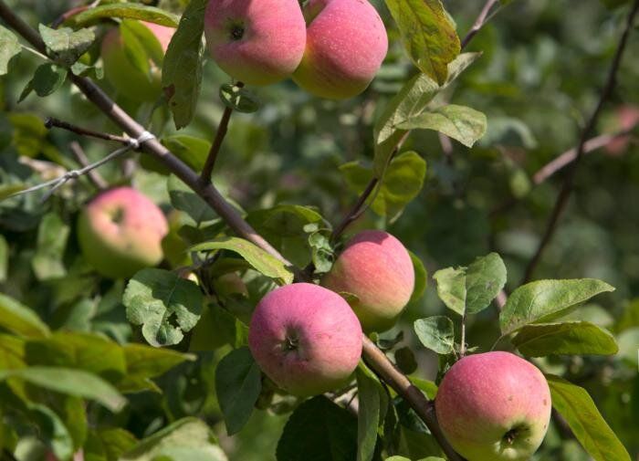 Спортивные мутации в растительном мире: неожиданные способности природы