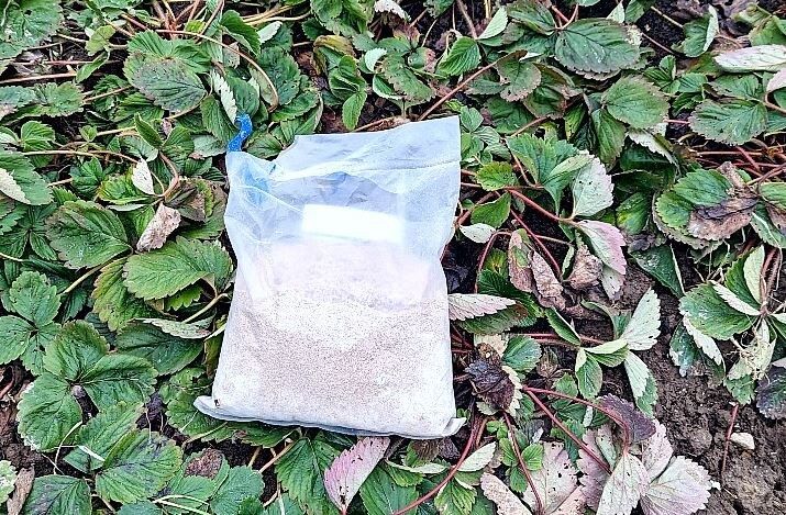 Секреты идеальной клубники: как защитить и подкормить ягоды весной