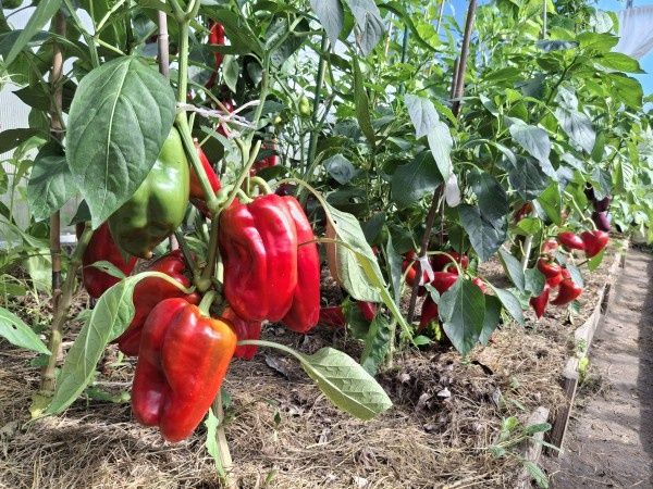 ��� ���������� ������������ ���������� ������ � ����?