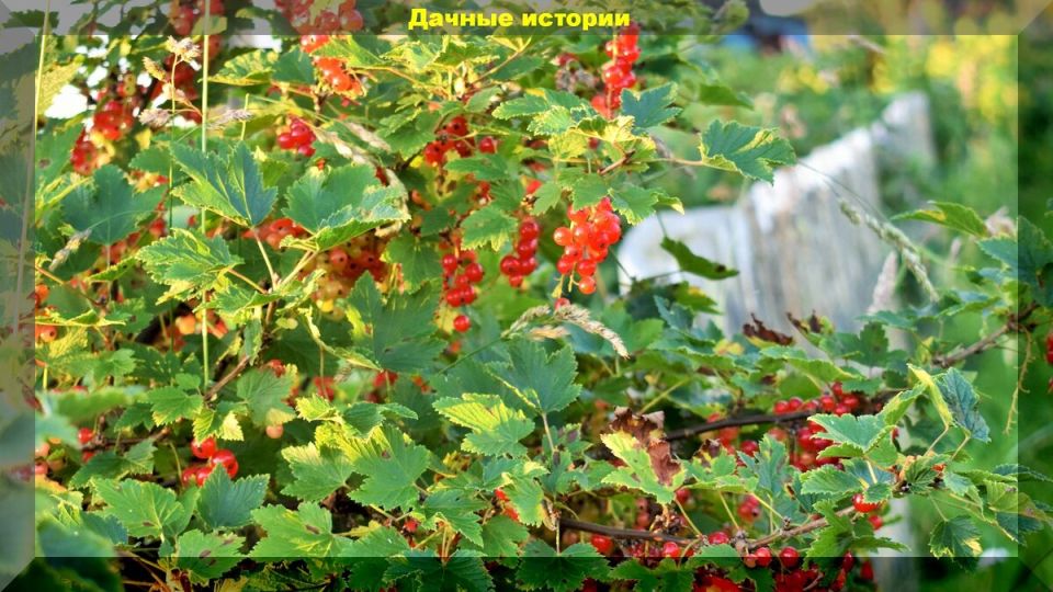 Зимнее черенкование смородины: эффективные методы для домашнего сада