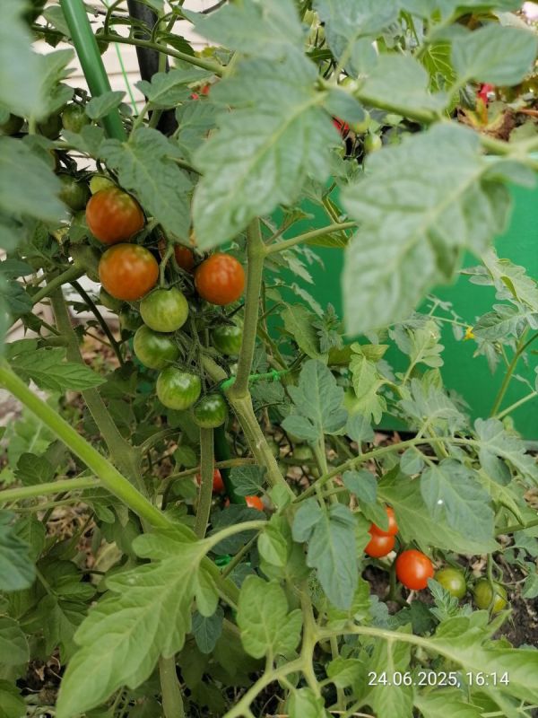 ��� ���������� � ���������� �� ���������: ������ � ������������