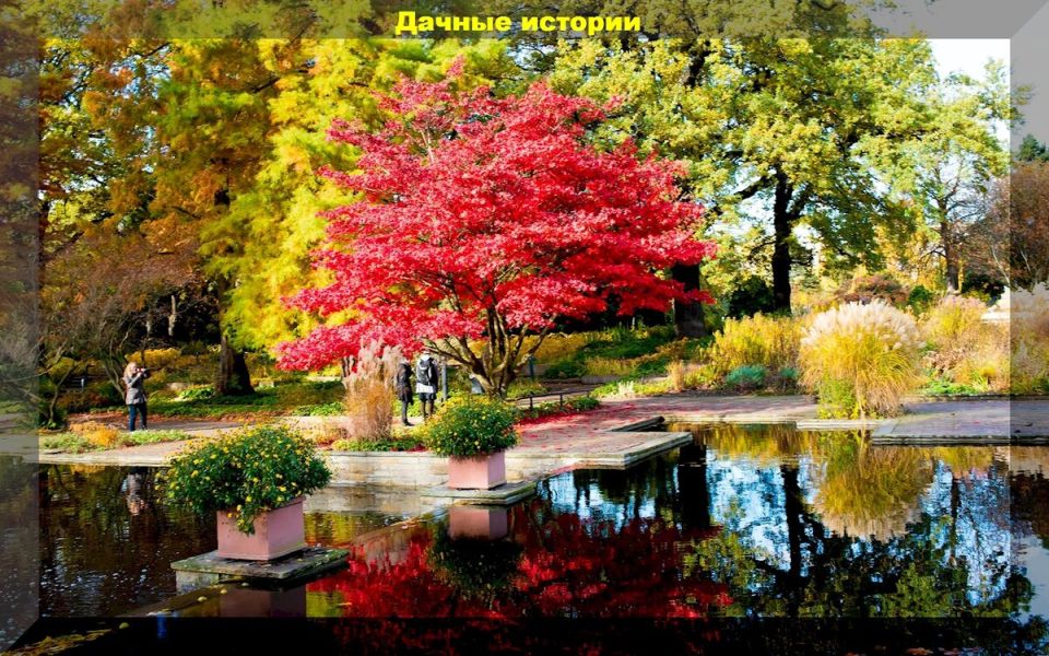 Секреты ухода за садом: основные вопросы дачников в конце сезона