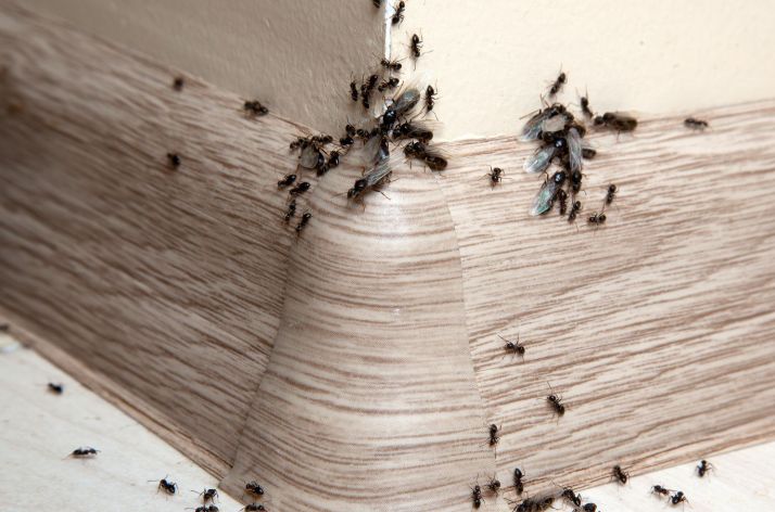 ��� �� ����� �������: ����������� ������� ������ � �����������