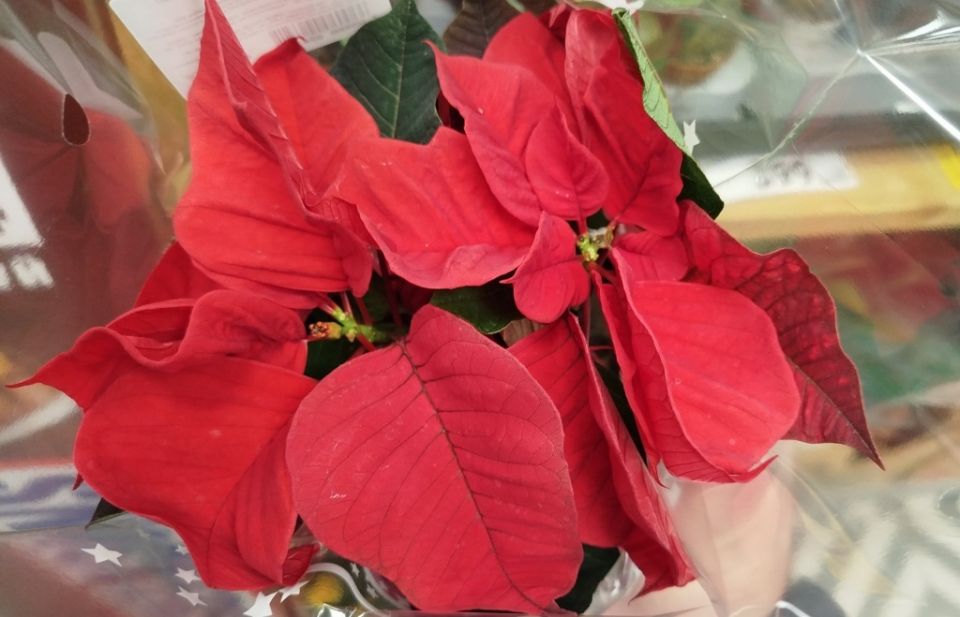 ����������: �������, ����������� � ����