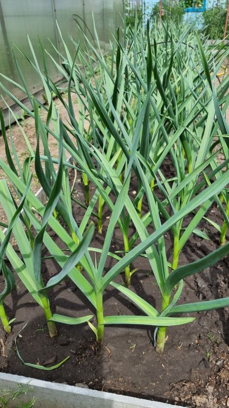 ������ ������: ������� ��������� ��� ��������� ������