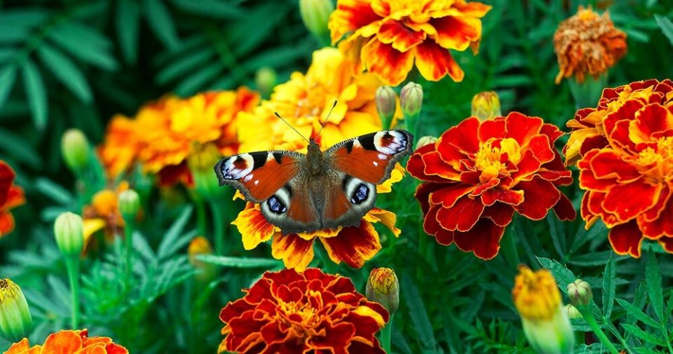 ��������: ������� ��������� � �� ������������ ��������