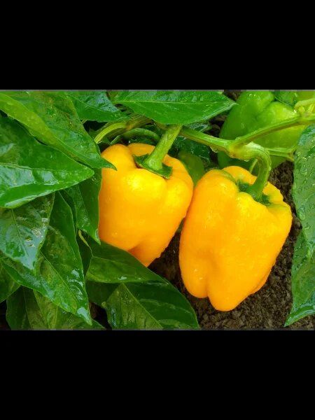 ����� �����: ������ ������ � ������������� ������� � ������