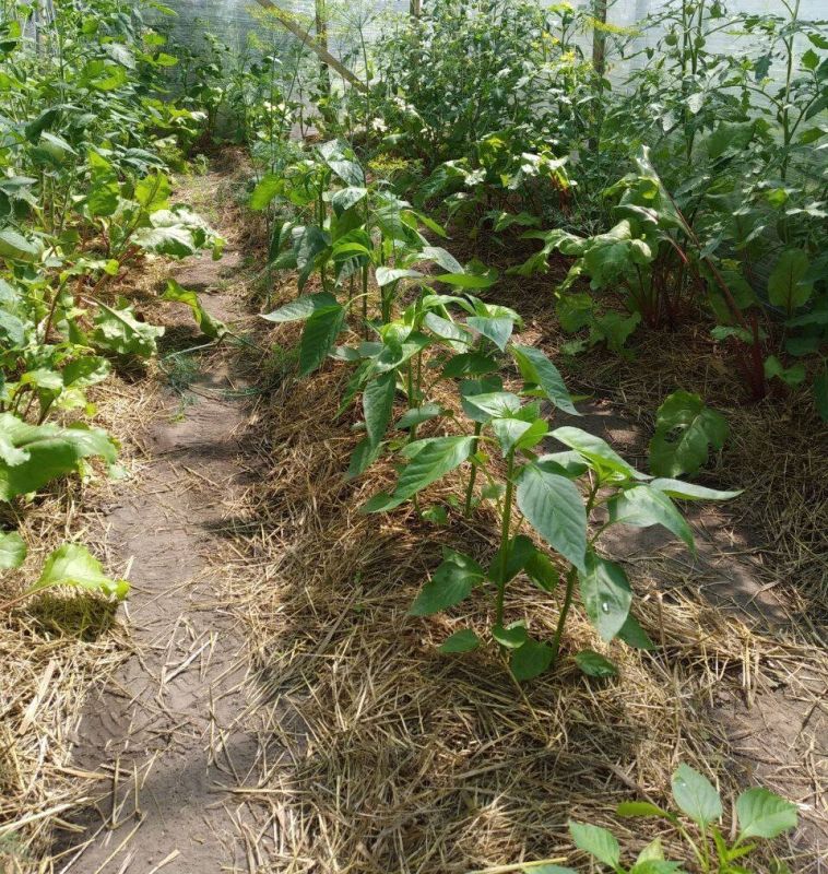 ��� ������� ������: ������� ��������� ����������