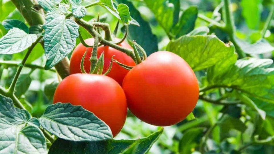 ������ ������� �������� ������ ������ � ����