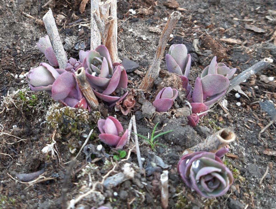 ���������� ��� �����: ������������� �������� ������ ����