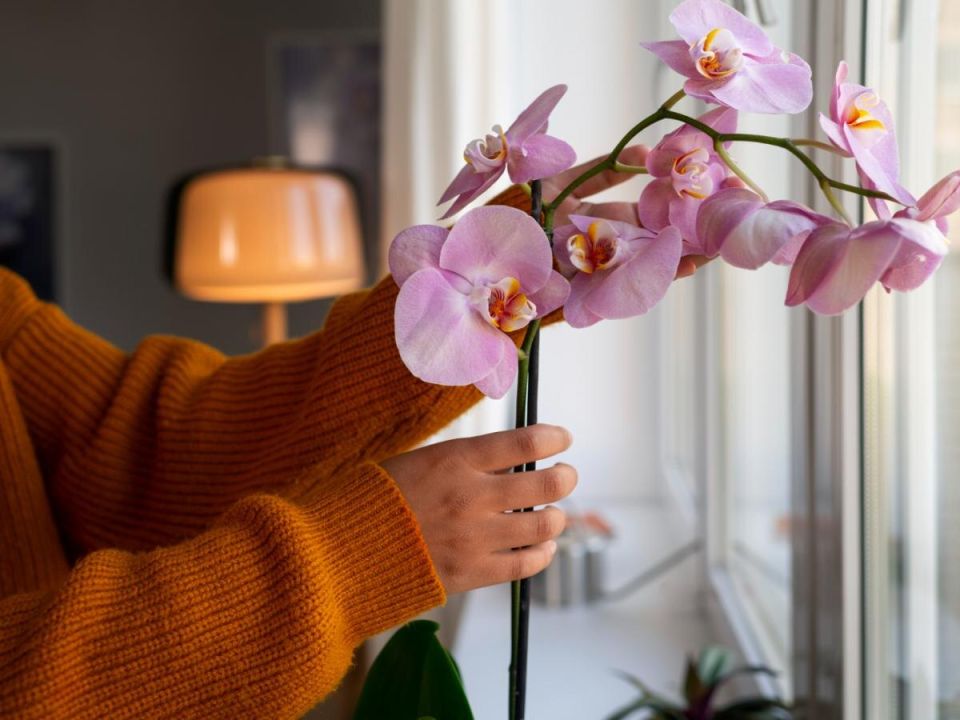 ��� ������� �������� �������: ������� ����� �� ���������