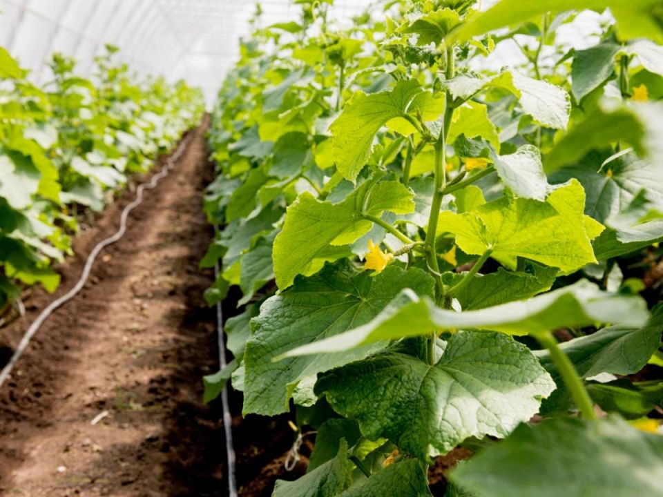 ���������� ����������� ������� � ���������: ��� ������������ ��������� ������� � �������