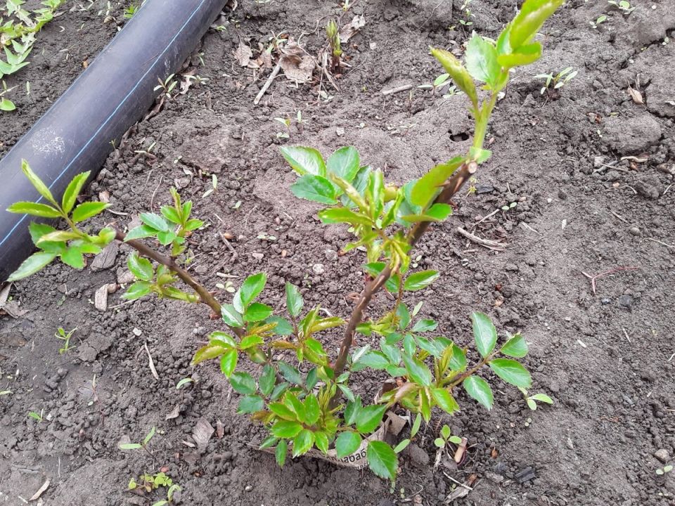 ��� ���������� ���� �������� ���������� ���������